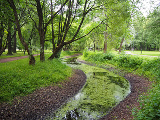 Green summer forest and marshy mud-covered winding green river. Green swamp marshland landscape. Forest swamp duckweed water view.