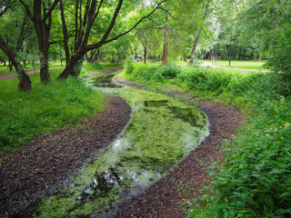 Green summer forest and marshy mud-covered winding green river. Green swamp marshland landscape. Forest swamp duckweed water view.