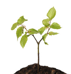 Buchenkeimling, Buchensproessling, Fagus, sylvatica