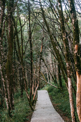 Popular tourist route in Yew-Boxwood Grove Big Circle in Caucasian biosphere reserve, Khosta district of Sochi, Russia.