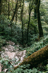 Popular tourist route in Yew-Boxwood Grove Big Circle in Caucasian biosphere reserve, Khosta district of Sochi, Russia.