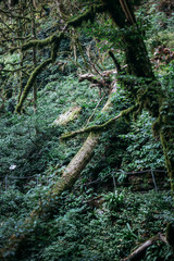 Popular tourist route in Yew-Boxwood Grove Big Circle in Caucasian biosphere reserve, Khosta district of Sochi, Russia.