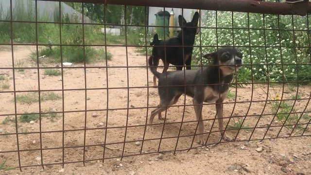 angry toy terrier dogs barking through the fence