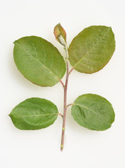 Obraz premium Salweide, Sproessling, Salix, caprea