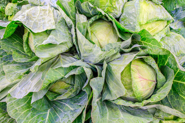 Obraz premium Green cabbage plants as vegetable on market