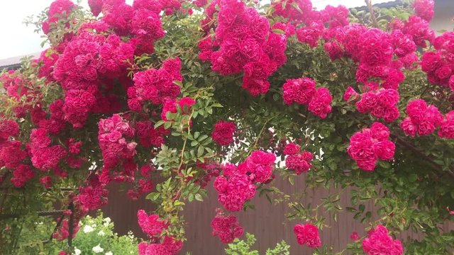arch of climbing rose, beautiful cozy home interior, landscape design, wonderful blooming flowers