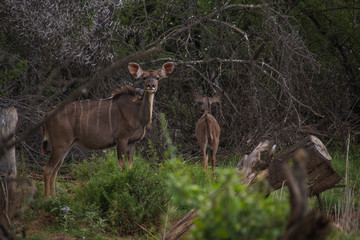 Kudus with no horns; the lesser kudus in a group in nature with thorn trees, shrubs and grassland. A small herd of Kudus in Camdeboo national park, Graaf-Reinet, South Africa.