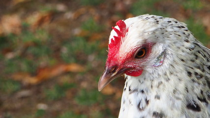 a hen's head