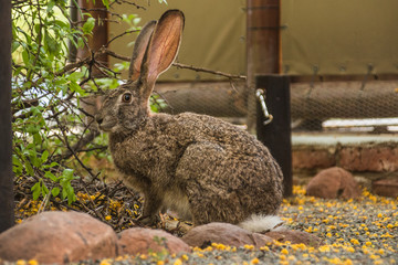 Riverine Rabbit or Hare sitting on an outdoor pathway with long ears and big eyes in the wild, in its natural habitat at Camdeboo nature reserve, Graaf-Reinet, South Africa.