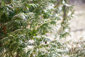 Beautiful green background for web design. Wallpaper. Screen. Nature.