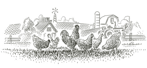 Rooster and hens in farmland illustration. Vector. 