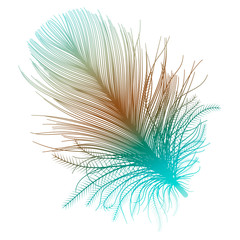 Obraz premium Feather isolated on black.Vector illustration.