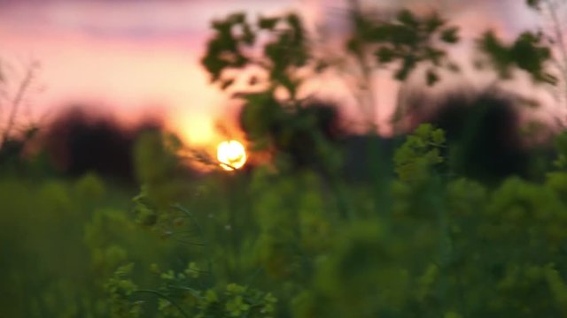 through plants and the sun. a pan magic on the fields in a wonderful sunset