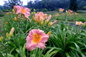 Daylily bush in garden