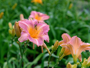 Daylily bush in garden