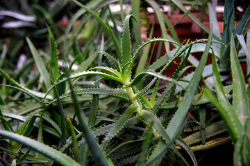 Green leaves aloe