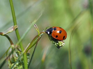  Coccinellidae