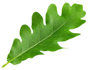 oak leaf, isolated on white background, clipping path, full depth of field