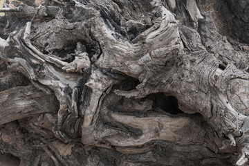Dead tree roots with mysterious shapes