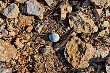 Shell in the mountains