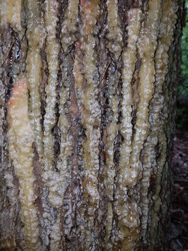 Baumharz, Harz, Baum, Laerche