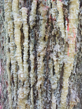 Baumharz, Harz, Baum, Laerche