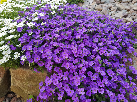 Blaukissen, Aubrieta, Schleifenblume, Iberis