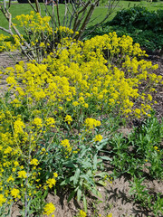 Fototapeta premium Faerberwaid, Isatis, tinctoria