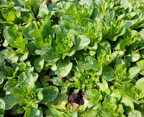 Feldsalat, Valerianella, locusta