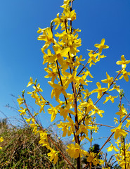Forsythenbluete, Forsythie, Forsythia, intermedia