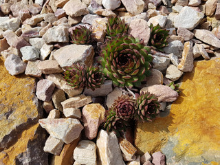 Hauswurz, Dachwurz, Sempervivum, tectorum