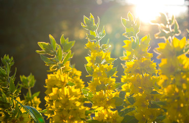 Photo of yellow flowers in the sun