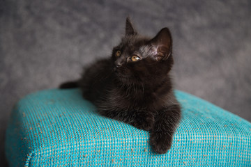 Chaton