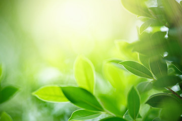 Nature of green leaf in garden at summer. Natural green leaves plants using as spring background cover page greenery environment ecology wallpaper