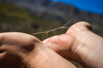 Stick Insect Walking on Hands in the Mountains