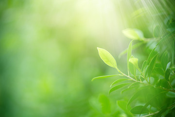 Nature of green leaf in garden at summer. Natural green leaves plants using as spring background cover page greenery environment ecology wallpaper
