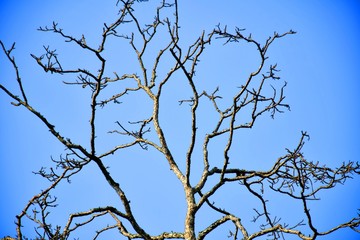 Fototapeta na wymiar Dead trees with leafless branches against the blue sky