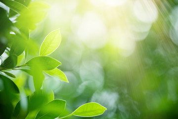 Naklejka premium Nature of green leaf in garden at summer. Natural green leaves plants using as spring background cover page greenery environment ecology wallpaper