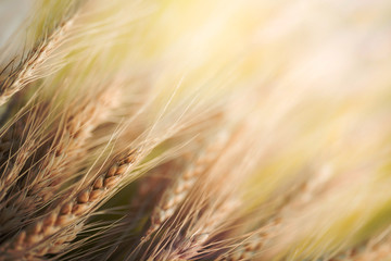 Golden barley field on blurred background  using as background rye of barley plants harvest and agriculture