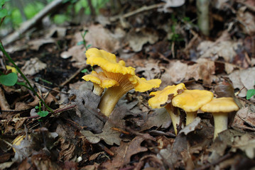 Chanterelle mushrooms in the forest
