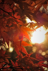 逆光に透ける紅葉