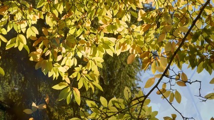 leaves of tree in autumn