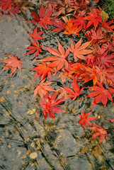 水濡れの紅葉