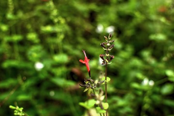 A flower blooms in the early morning