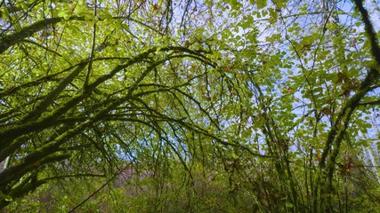 Fototapeta premium tree in forest
