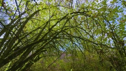 tree in forest