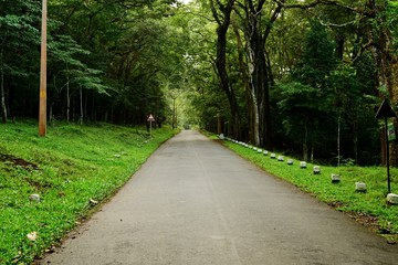 A deserted road in the forest