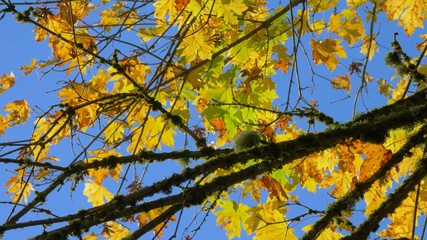 autumn leaves on tree