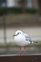 不忍池のユリカモメ