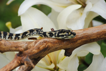 Little snake in bright beautiful colors